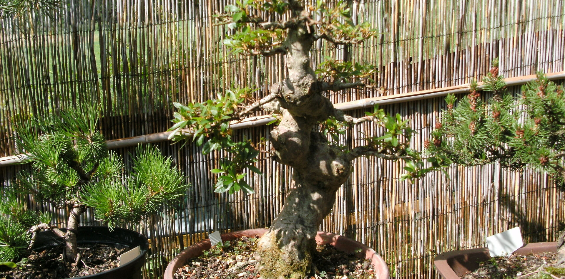 juniper bonsai for sale Bonsai Juniper Tree General Tree main image 0